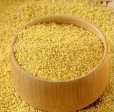 foxtail millet