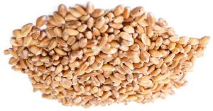 wheat seeds