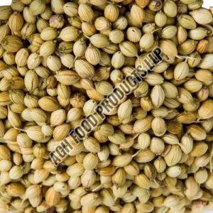 dry coriander seeds