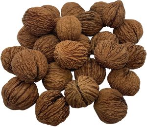 Eastern Walnuts