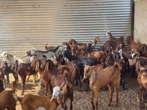 goat farming