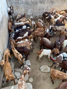 Cutting Goat meat