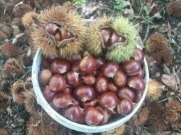 Chestnuts