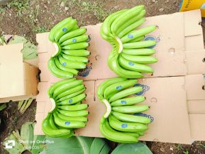 Fresh Green Banana