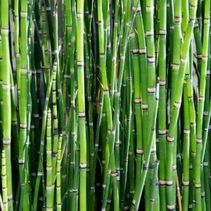 Bamboo Sticks