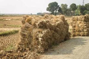 Organic Mulching Natural Rice Straw