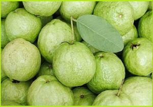 Fresh Green Guava