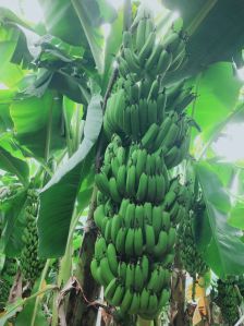 Fresh Raw Green Banana