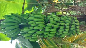 Fresh Banana Fruit