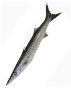 Fresh Barracuda Fish