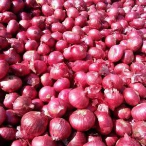 Fresh Red Onion