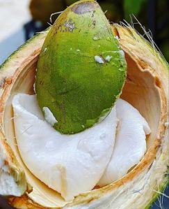 Fresh Tender Coconut Pulp