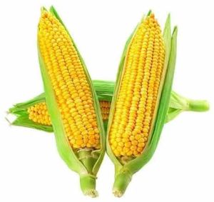 fresh sweet corn