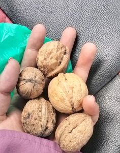 Bulgarian Walnuts