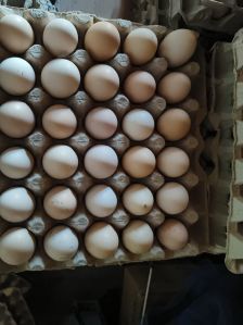 Brown Eggs