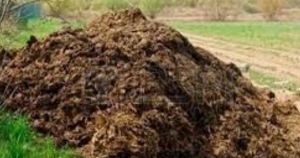 Buffalo manure