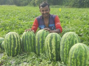 Fresh Watermelon