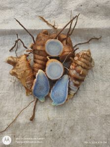 Black Turmeric Finger