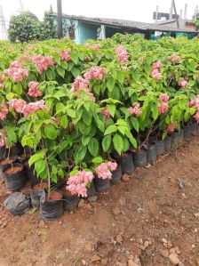 Flowering Plants