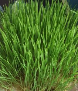 Wheat Grass