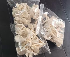 Oyster Mushroom