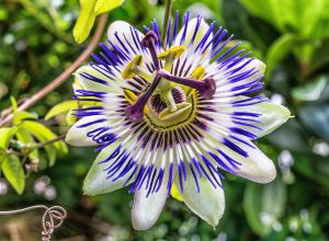 natural passiflora incarnata leaves