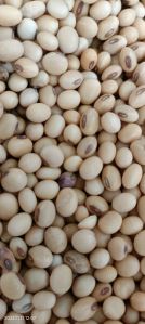 Organic Soybean Seeds