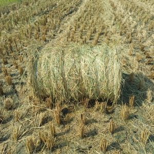 Paddy Straw Bales