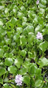 Water Hyacinth Aquatic Plants