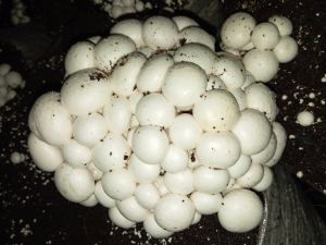 mushroom farming services