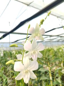 Dendrobium Sonia White Orchid Flower