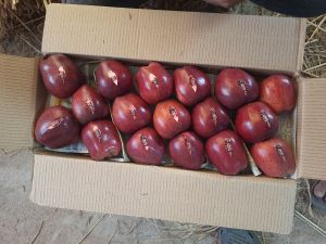 kashmiri apple