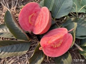 Black diamond Guava plant