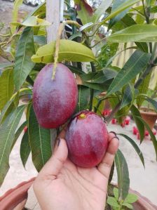 Miyazaki Mango Plant