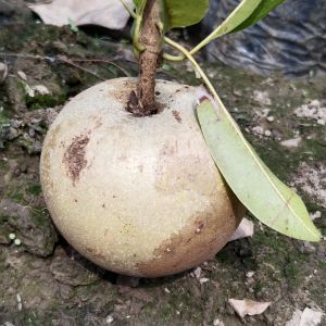 Thai King Chiku Fruit Plant