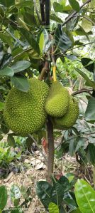 Vietnam super early Jackfruit Plant