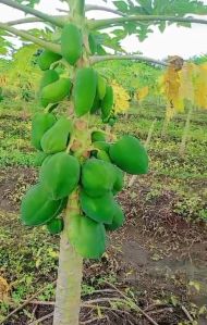 Fresh Papaya