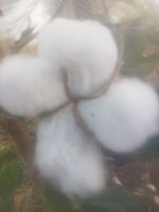 Cotton