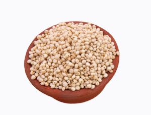 Sorghum