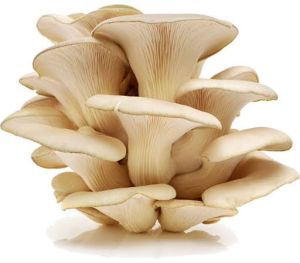 Fresh Oyster Mushroom