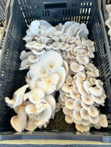 Oyster Mushroom