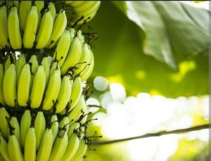 Fresh Banana Fruit