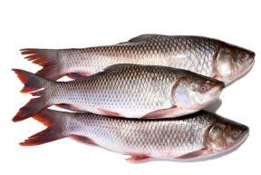 Fresh Rohu Fish