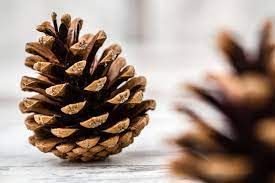 Pine Cones