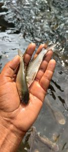 Fresh Rohu Fish