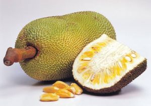 Jack Fruit