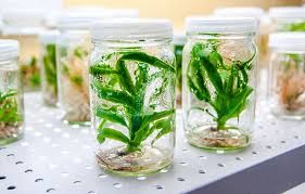 Tissue Cultured Plants