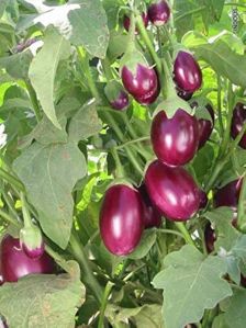 vegetable plants