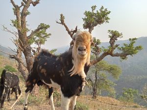 male goat