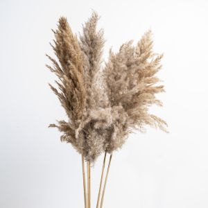 Dried Pampas Grass